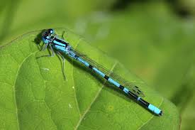 Attēlu rezultāti vaicājumam “Enallagma cyathigerum”