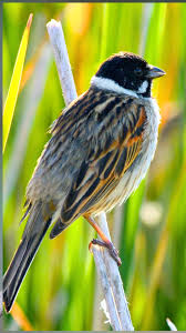 Attēlu rezultāti vaicājumam “Emberiza schoeniclus male”
