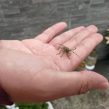 Attēlu rezultāti vaicājumam “Saperda carcharias”