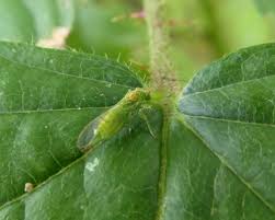 Attēlu rezultāti vaicājumam “Psylla alni”