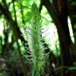 Attēlu rezultāti vaicājumam “Phyteuma spicatum fruit”