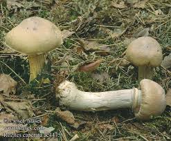 Attēlu rezultāti vaicājumam “Rozites caperata”