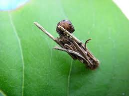 Attēlu rezultāti vaicājumam “Psyche casta larva”