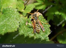 Attēlu rezultāti vaicājumam “Vespula rufa”