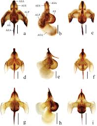 Attēlu rezultāti vaicājumam “Ptychoptera sp.”