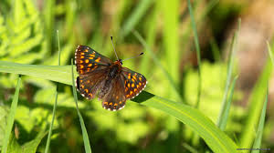Attēlu rezultāti vaicājumam “Hamearis lucina”