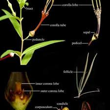Attēlu rezultāti vaicājumam “Rhynchostegiella tenella”