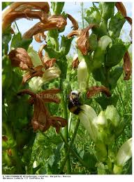 Attēlu rezultāti vaicājumam “Pedicularis sceptrum-carolinum flower”