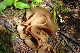 Attēlu rezultāti vaicājumam “Peziza vesiculosa”