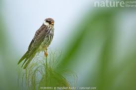 Image result for Falco amurensis