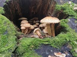 Attēlu rezultāti vaicājumam “Pholiota squarrosoides”