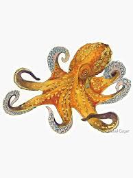 Image result for Enteroctopus dofleini