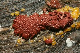 Attēlu rezultāti vaicājumam “Arcyria stipata”