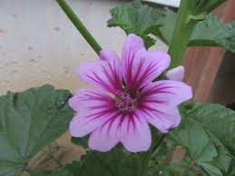 Image result for Malva sylvestris var. mauritiana