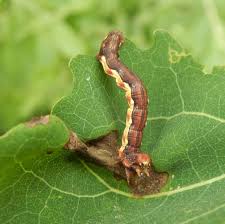 Attēlu rezultāti vaicājumam “Erannis defoliaria larva”