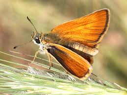 Attēlu rezultāti vaicājumam “Thymelicus lineola underside”