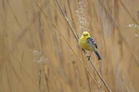 Attēlu rezultāti vaicājumam “Motacilla citreola male”