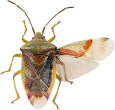 Attēlu rezultāti vaicājumam “Elasmostethus interstinctus nymph”