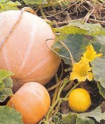 Attēlu rezultāti vaicājumam “Cucurbita pepo fruit”
