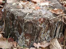 Attēlu rezultāti vaicājumam “Phlebiopsis gigantea”