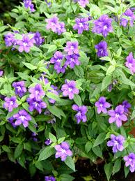 Image result for Browallia speciosa