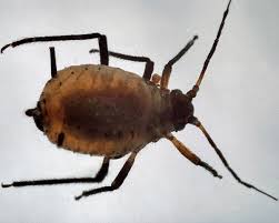 Attēlu rezultāti vaicājumam “Aphis jacobaeae”