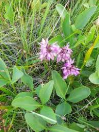 Attēlu rezultāti vaicājumam “Dactylorhiza russowii”