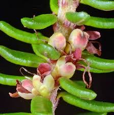 Attēlu rezultāti vaicājumam “Empetrum nigrum flower”