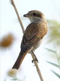 Attēlu rezultāti vaicājumam “Lanius collurio juvenile”