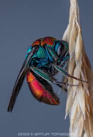 Attēlu rezultāti vaicājumam “Hedychrum sp.”