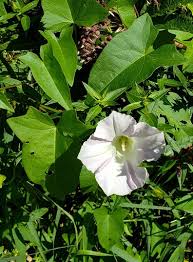 Attēlu rezultāti vaicājumam “Calystegia sepium fruit”