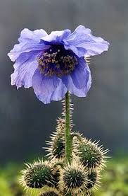 Image result for Scheinmohn blau