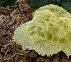 Attēlu rezultāti vaicājumam “Antrodia malicola”