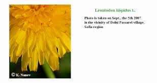 Attēlu rezultāti vaicājumam “Leontodon hispidus leaf”