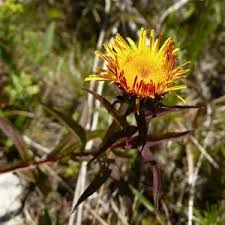 Attēlu rezultāti vaicājumam “Inula salicina flower”