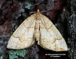 Attēlu rezultāti vaicājumam “Eulithis mellinata”