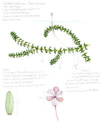 Attēlu rezultāti vaicājumam “Elodea canadensis leaf”