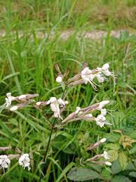 Attēlu rezultāti vaicājumam “Silene nutans flower”