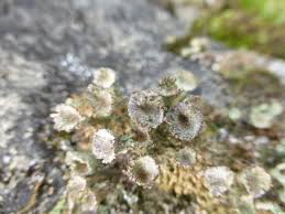 Attēlu rezultāti vaicājumam “Cladonia pyxidata”