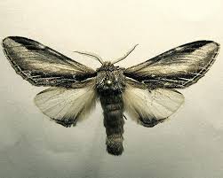 Attēlu rezultāti vaicājumam “Pheosia tremula”