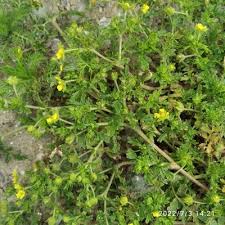 Attēlu rezultāti vaicājumam “Potentilla supina leaf”