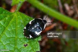 Attēlu rezultāti vaicājumam “Tritomegas bicolor nymph”