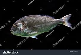 Image result for Sparus aurata