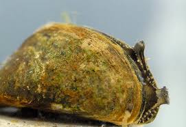 Attēlu rezultāti vaicājumam “Dreissena polymorpha”