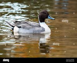 Image result for Anas acuta