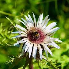 Image result for Silberdistel
