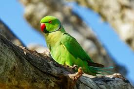 Image result for Psittacula krameri