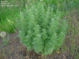 Image result for Artemisia absinthium