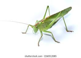 Attēlu rezultāti vaicājumam “Tettigonia cantans”
