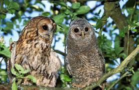 Attēlu rezultāti vaicājumam “Strix aluco female”